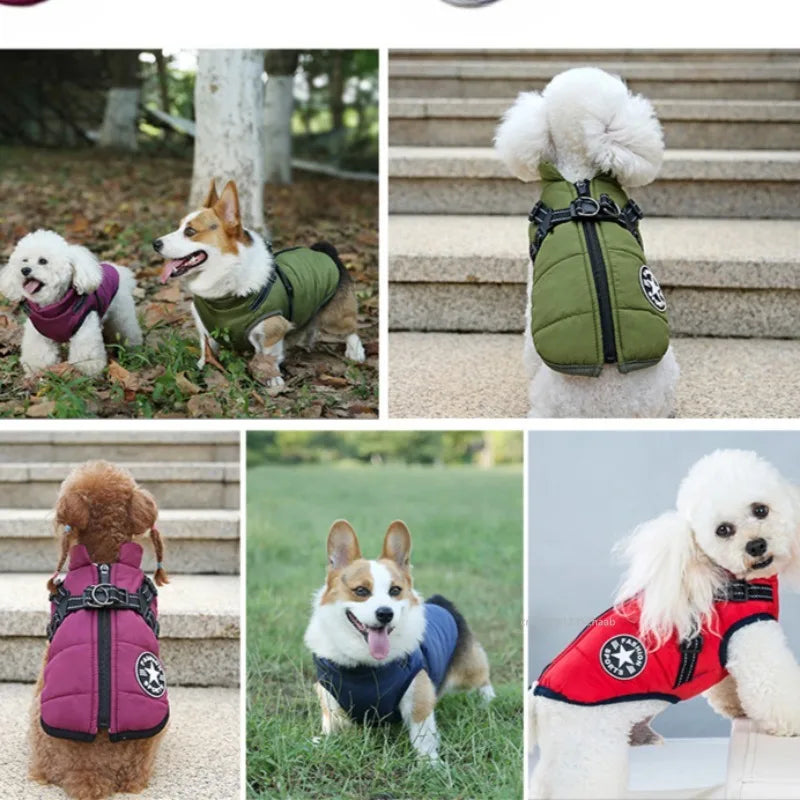 Cozy Pup Adventure Jacket